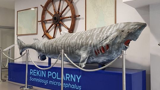 4-metrowa szczęka wieloryba humbaka i olbrzymi rekin polarny. Tajemnice mórz i oceanów dostępne w muzeum ichtiologicznym ZUT