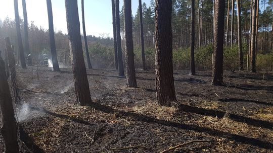 5000 zł za wskazanie sprawcy podpaleń