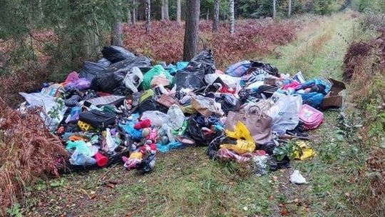 A śmieci wywieźli do... lasu