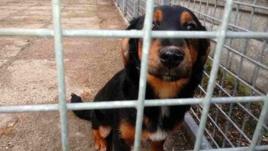 A w oczach ma tęsknotę za zaginionym panem