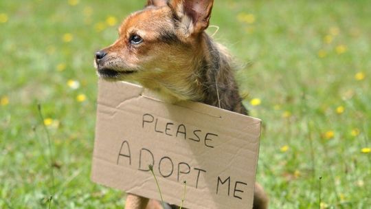 Weekend Adopcji 2-4 października: Poznaj bariery Polaków i darmowe wsparcie behawiorysty dla pupila