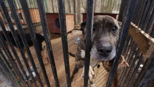 Adopcja zwierzaka podczas lockdownu. Jak do tego podejść?