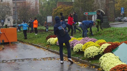Akcja z odzyskanymi kwiatami cmentarnymi. Chryzantemowy dywan przed Bramą Bańską