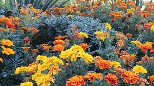 Aksamitny Festiwal wyłoni zwycięzcę