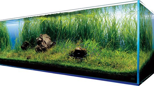 Akwarium w domu - za i przeciw