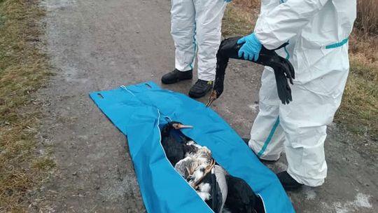 Alarm nad Odrą: Znaleziono martwe ptaki przy Ciepłym Kanale!