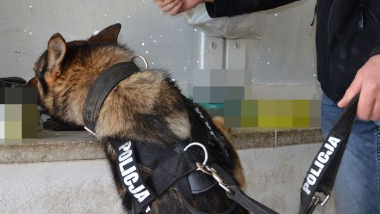 Amfetaminę i marihuanę gryfinian miał w skrytce w garażu