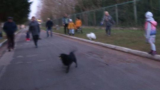 Amstaf omal nie zagryzł mi psa! - skarży się gryfinianka