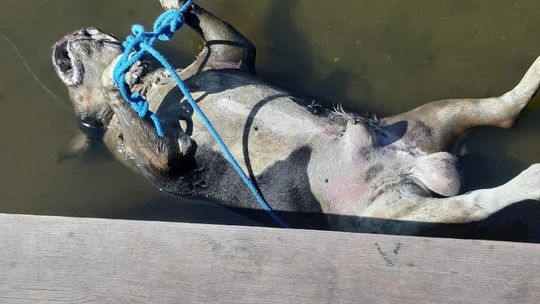 Amstaff związany i wrzucony do Odry! Wyznaczono nagrodę za wskazanie sprawcy bestialstwa [Uwaga, drastyczne zdjęcia]