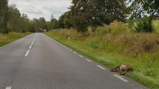 ASF, a dzik przy drodze drugi dzień leży ASF, a dzik przy drodze drugi dzień leży