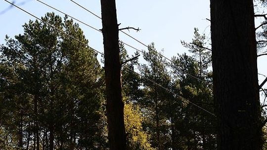 Awaria sieci energetycznej – gałąź przyczyną