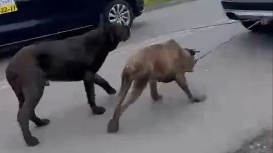 Przywiązał psy i ciągnął za samochodem. Reakcja policji wystarczająca? Przywiązał psy i ciągnął za samochodem. Reakcja policji wystarczająca?