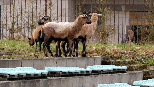 Barany biegają po Gryfinie. Wielkanocny symbol nową "atrakcją" w mieście [FILM]