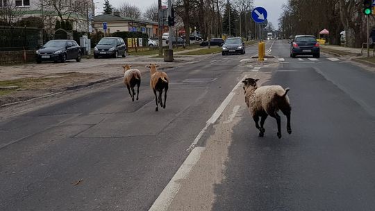 Barany blokują Gryfino