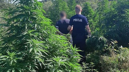 Bardzo lubił chodzić do lasu. Tam hodował swoje.... konopie