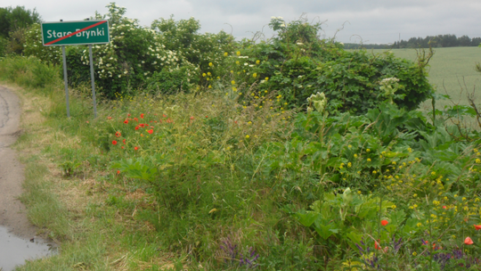 Barszcz, który zagraża dzieciom i dorosłym - ostrzega czytelnik