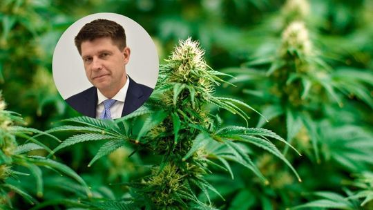 Sprawa dekryminalizacji posiadania niewielkich ilości marihuany. Co dalej z 15 gramami i jedną rośliną?