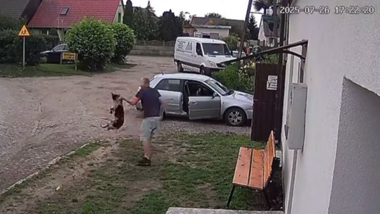 Bestialski akt przemocy wobec psa. Sprawca zgłoszony organom ścigania Bestialski akt przemocy wobec psa. Sprawca zgłoszony organom ścigania