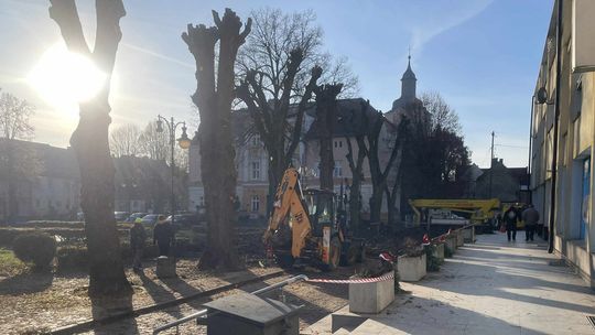 Betonowa duma czy dendrologiczny wyrok? „Rzeź” lip na rynku