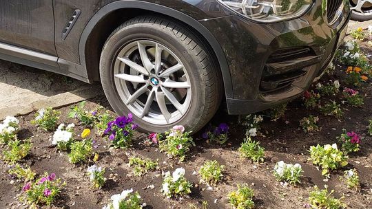 Bezczelni kierowcy niszczą kwiatowe rabaty