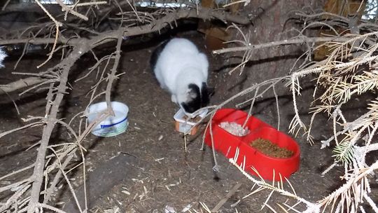 Bezdomne koty opanowały działki. Mieszkaniec liczy na pilną interwencję Bezdomne koty opanowały działki. Mieszkaniec liczy na pilną interwencję