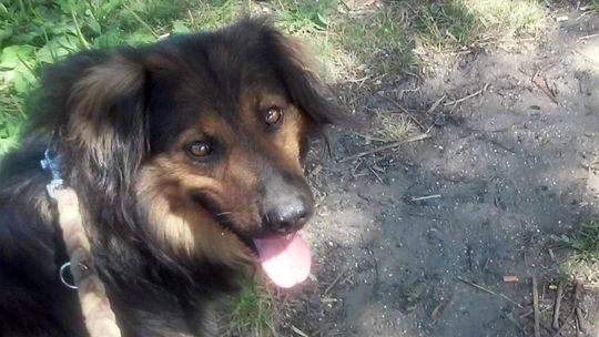 Bezdomniaki z Gryfina. Potrzebne wsparcie! Bezdomniaki z Gryfina. Potrzebne wsparcie!