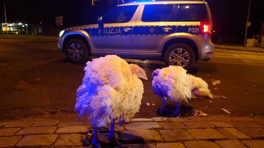 Biegał pijany z bronią po ulicy? Bili się i rozrabiali