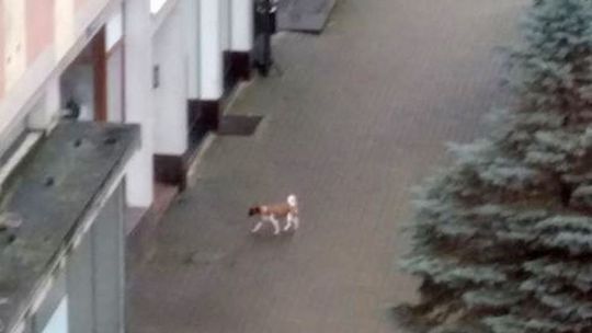 Błąka się od kilku dni po Gryfinie. Czyj to piesek?