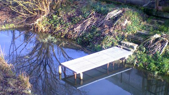 Bobry pojawiły się na działkach