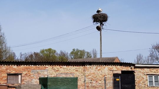 Bocian w najdalej na zachód wysuniętym punkcie Polski
