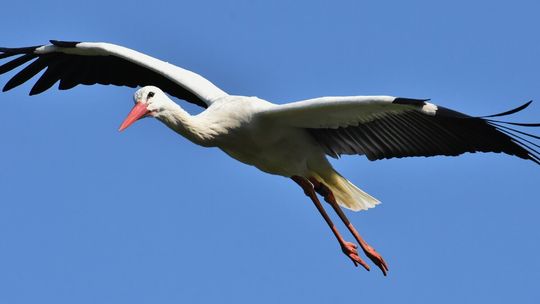 Bociany odlatują. Słynny Krutek w drodze! Nadchodzi jesień
