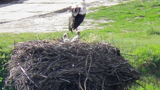 Bociany po latach mają młode