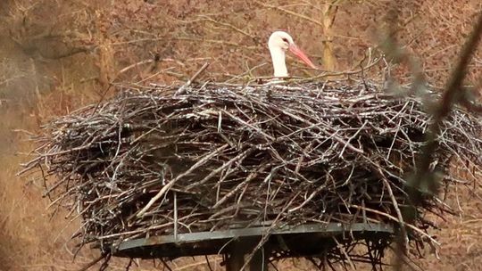 Bociany przyleciały i odpoczywają