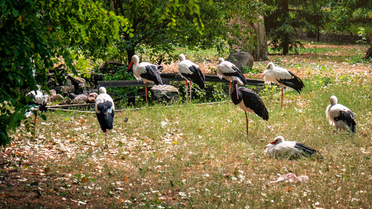 Bociany i siewkowate wcześniej odlecą. Jaką to zapowiada jesień?
