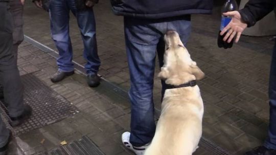 Brawurowa akcja policji w centrum Gryfina. Diler narkotykowy zatrzymany 