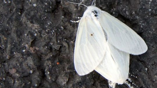 Brudnica mniszka atakuje