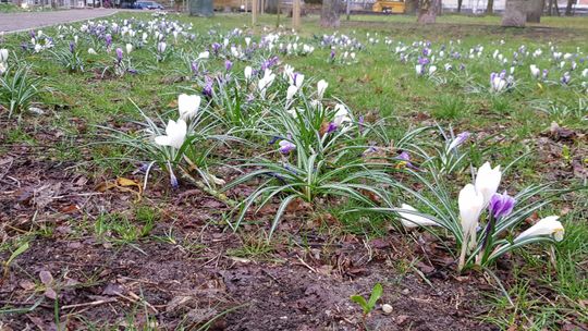 Były fioletowe, a teraz królują białe