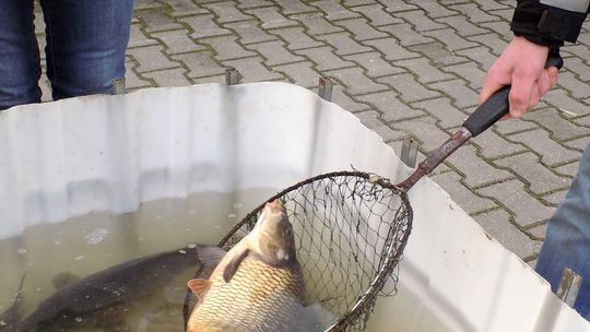 Całuj się pod jemiołą, a łuskę karpia schowaj do portfela