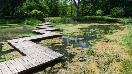 Chcą prowadzić ogród dendrologiczny