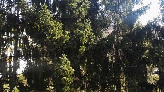 Chcą wyciąć świerki. Jest jeszcze czas na wnoszenie uwag