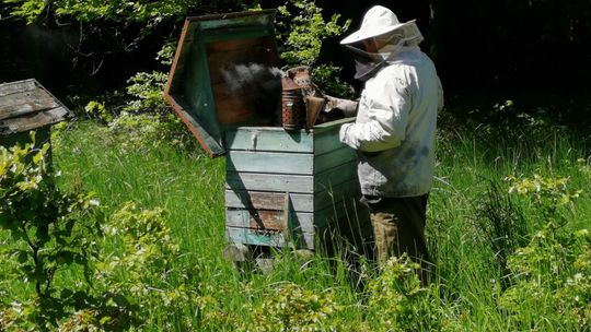 Chcą zahamować spadek liczebności pszczół