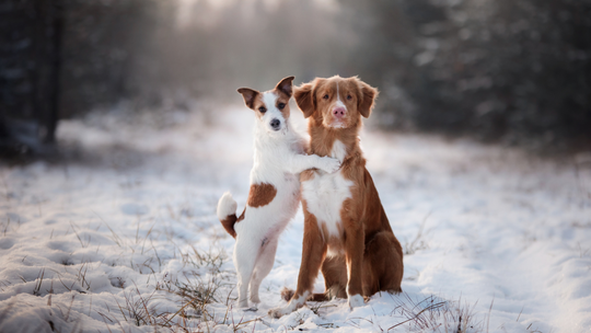 Podatek od psa: Obowiązkowy dla wszystkich? Samorządy walczą o pieniądze