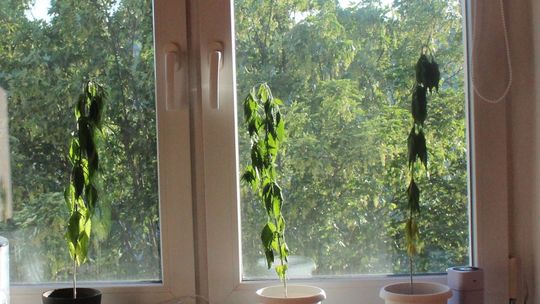 Chcąc zrobić na złość partnerce, doniósł o uprawie marihuany