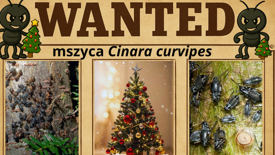 Choinka z groźnymi mszycami. Jeśli zobaczysz je na choince, natychmiast zawiadom PAN