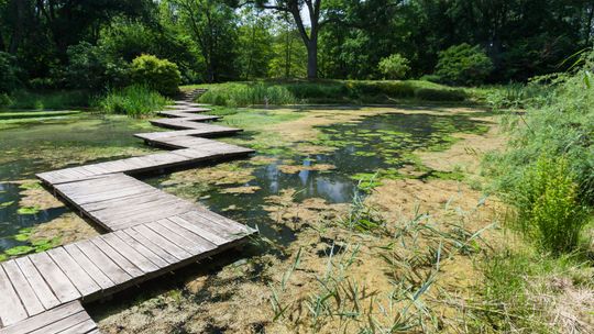 Ciągle zainteresowani rozwojem Ogrodu Dendrologicznego w Przelewicach