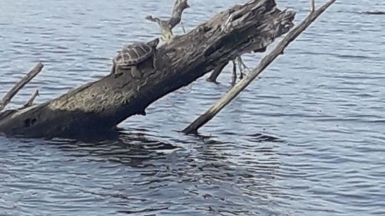 Ciekawostka przyrodnicza: żółw błotny w Odrze
