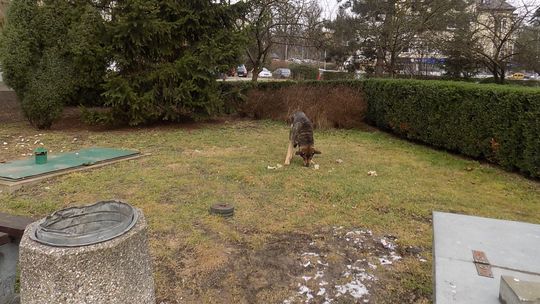 Ciężkie jest życie staruszka