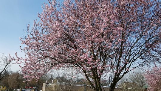 Co tak pięknie kwitnie przed blokami na różowo?