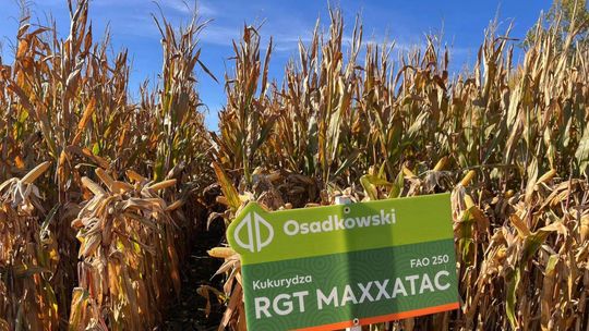 Co warto wiedzieć o odmianach kukurydzy? Co warto wiedzieć o odmianach kukurydzy?