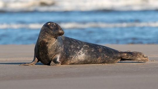 Co zrobiłam, gdy spotkałam fokę na plaży? 5 zasad w kontakcie z morskim ssakiem